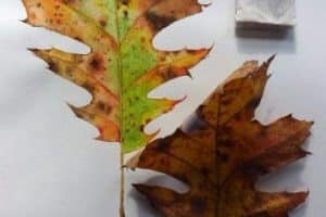 hojas de otoño para colorear modelos