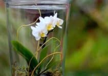 arreglos y centros de mesa con orquideas naturales