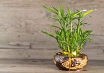 basicos y sencillos centros de mesa con bambu
