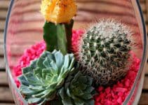 elegantes y permanentes centros de mesa con cactus