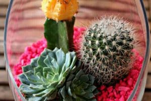 centros de mesa con cactus sencillos