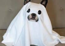 curiosos y originales disfraces para perros de halloween