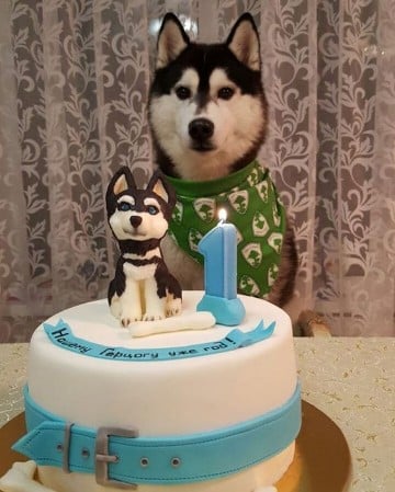 imagenes de cumpleaños con perros husky