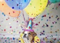 bonitos recuerdos en imagenes de cumpleaños con perros