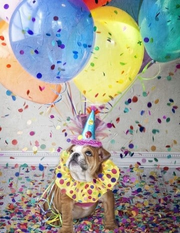 imagenes de cumpleaños con perros pugs
