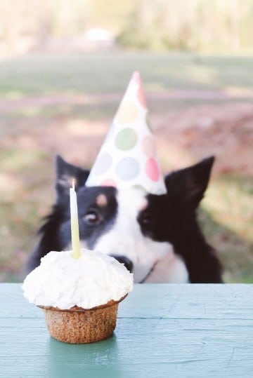 imagenes de cumpleaños con perros tiernos