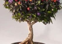 ideas y consejos de como hacer arboles frutales enanos