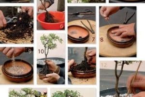 como hacer un bonsai en casa paso a paso