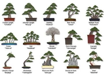 tipos de bonsai y sus nombres que existen