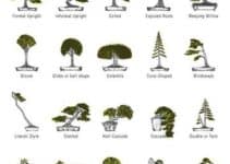 diferentes y bonitos tipos de bonsai y sus nombres