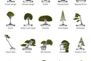 tipos de bonsai y sus nombres segun su estilo