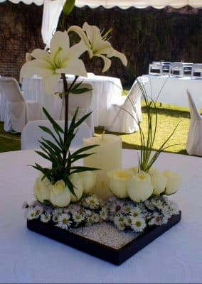 plantas para centros de mesa para bodas