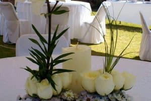 plantas para centros de mesa para bodas