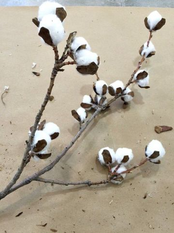 ramas de algodon para decorar sencillas