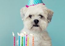 cómo crear una fiesta de cumpleaños para perros en este 2021