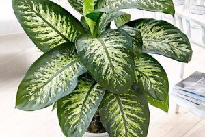 decoración hojas tropicales para tu hogar en este 2021