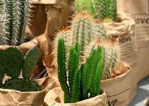 4 llamativos centros de mesa de cactus para decorar hogares
